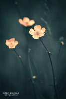 24k fotoart foto fotografie kunst composing bildbearbeitung blumen landschaft tiere portrait stil weithaler norbert